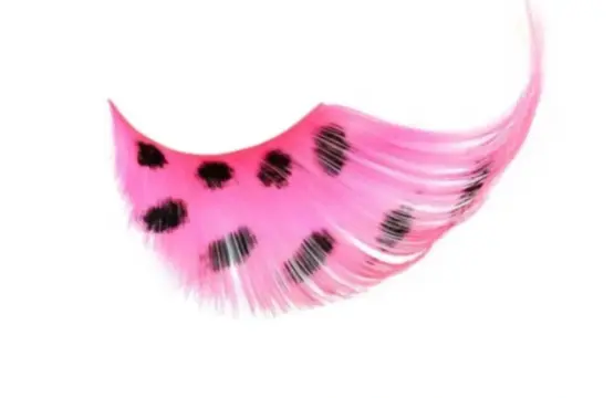 Kalentin Pestañas En Banda Fantasía Hollywood